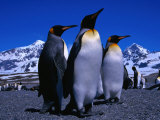 King Penguins One of Natures Great Looking Birds, St. Andrews Bay, Antarctica Photographie par Grant Dixon