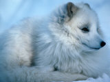 Close-Up of an Arctic Fox (Alopex Lagopus), Canada Photographie par Mark Newman