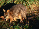 Tammar Wallaby (Macropus Eugenii), Flinders Chase National Park, Australia Photographic Print by Mitch Reardon