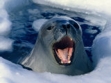 Weddell Seal (Laptonychotes Weddellii), Antarctica, Antarctica Photographic Print by Chester Jonathan