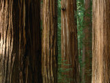 Coast Redwood Trees, Humboldt Redwoods State Park, USA Fotografisk tryk af Nicholas Pavloff Coast Redwood Trees, Humboldt Redwoods State Park, USA Fotografisk tryk af Nicholas Pavloff
