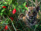 Phet, the Indo-Chinese Tiger, Also Known as Corbett's Tiger, Luang Prabang,Laos Lámina fotográfica por Juliet Coombe