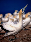 Australasian Gannets (Morus Serrator), New Zealand Photographic Print by David Wall