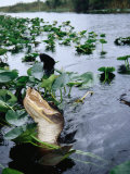 Alligator Being Fed, Everglades National Park, USA Photographic Print by Peter Ptschelinzew