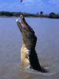Crocodile (Crocodylidae Crocodilia) Jumping for Food on Adelaide River, Australia Lámina fotográfica por Mitch Reardon