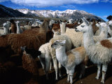 Llamas in a Corral in Umapallaca, Arequipa, Peru Photographie par Grant Dixon