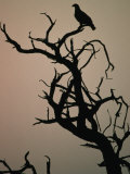 Silhouette of Eagle in Tree, Savuti, Botswana Photographie par Dennis Jones