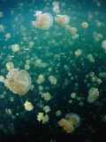 Jellyfish (Scyphozoa), Palau Photographie par Michael Aw