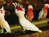 Major Mitchell Cockatoos (Cacatua Leadbeaters), Currawinya National Park, Queensland, Australia Photographic Print by Mitch Reardon