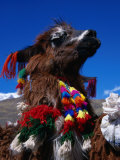 Decorated Llama Near Pacchanta, Pacchanta, Cuzco, Peru Photographic Print by Grant Dixon