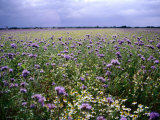 Wildflowers in the Loire Valley, France Photographic Print by Diana Mayfield