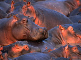 Hippopotamus (Hippopotamus Amphibius) In River., Katavi NP, Rukwa, Tanzania Lámina fotográfica por Ariadne Van Zandbergen