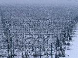 Snow Covered Vineyard in Monteforte Soave Classico, Florence, Italy Photographic Print by Oliver Strewe