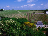 Vineyards and Farmhouses, Chinon, France Photographie par Diana Mayfield