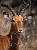Impala Buck, Kruger National Park, Kruger National Park, Mpumalanga, South Africa Lámina fotográfica por Carol Polich