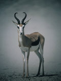 Springbok in Sandstorm, Central Kalahari Game Reserve, Kgalagadi, Botswana Photographie par Mitch Reardon