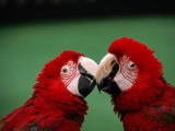 Green-Winged Macaws (Ara Chloroptera) at Jurong Bird Park, Singapore Photographic Print by Manfred Gottschalk