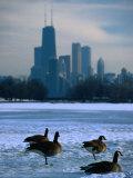 Four Canada Geese on Frozen Lagoon with North Loop Skyline in Background, Chicago, USA Photographic Print by Charles Cook