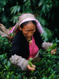 Tea Worker Plucks Tips from Darjeeling Tea Bush at Duncan's Marybong Tea Garden, Darjeeling, India Photographie par Greg Elms