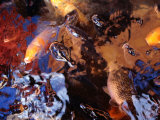 Fish in a Pool of Water, Manado, North Sulawesi, Indonesia Photographic Print by Greg Elms