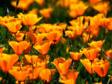 Californian Poppies, USA Photographic Print by John Elk III