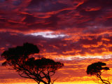 Trees Silhouetted by Sunset at Mundrabilla, Australia Photographic Print by Diana Mayfield