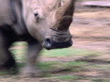 White Rhino (Ceratotherium Simum) at Western Plains Zoo, Dubbo, Australia Photographie par Dennis Jones
