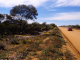 Native Flora by Outback Road at Mt. Magnet, Australia Photographic Print by Diana Mayfield