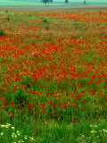 Poppy Fields Near Veneuvre, Basse-Normandy, France Photographic Print by Diana Mayfield