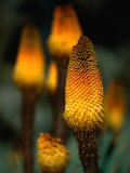 Red Hot Poker Plant from the Sanetti Plateau, Bale Mountains National Park, Oromia, Ethiopia Photographic Print by Ariadne Van Zandbergen