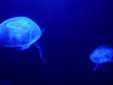 Jelly Fish in Tank at Aquadom and Sealife Museum, Mitte, Berlin, Germany Photographie par Richard Nebesky