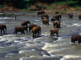 Elephant Herd Crossing River, Central, Sri Lanka Photographie par Michael Aw