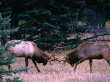 Male Elk (Cervus Elaphus) Fighting During the Rut, Jasper National Park, Alberta, Canada Photographic Print by Mark Newman