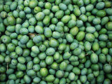 Harvest of Green Harvest of Green