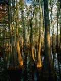 Horseshoe Lake Swamp at Dawn, USA Photographic Print by Charles Cook