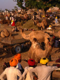 Camel Traders and Camels at Camel Fair, Pushkar, Rajasthan, India Photographic Print by Dallas Stribley