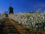 Apple Orchard and Windmill, Kivik, Sweden Photographie par Anders Blomqvist
