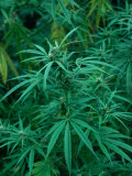 Marijuana Plants Growing Wild, Nepal Photographic Print by Shannon Nace