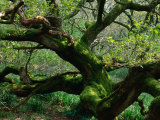 Gnarled English Oak (Quercus robur), United Kingdom Lámina fotográfica por Nicholas Reuss Gnarled English Oak (Quercus robur), United Kingdom Lámina fotográfica por Nicholas Reuss