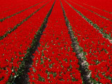 Red Tulip Field in Lisse, Amsterdam, North Holland, Netherlands Photographic Print by Izzet Keribar
