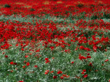 Field of Red Poppies in Chianti Region, Tuscany, Italy Photographic Print by John Hay