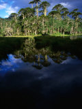 Native Araucaria or Monkey-Puzzle Trees Reflected in Lake, Cani Sanctuary, Chile Photographic Print by Woods Wheatcroft