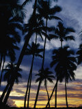 Palm Trees Silhouetted at Sunset, Fiji Photographic Print by Richard I'Anson