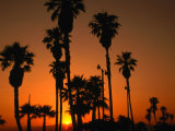 Palm Trees on Venice Beach Silhouetted Against Sunset, Los Angeles, California, USA Lámina fotográfica por Dallas Stribley