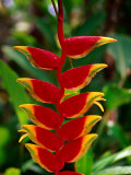 A Lobster Claw Heliconia in a Tropical Garden, Hawaii, USA Fotografie-Druck von Ann Cecil