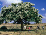People and Cows Near Shady Tree, Barentu, Eritrea Photographic Print by Frances Linzee Gordon