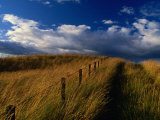 Field of Wild Grass, Fife, Scotland Photographic Print by Jon Davison