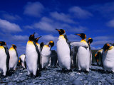 King Penguins (Aptenodytes Patagonicus) on Beach at Sandy Bay, Macquarie Island, Antarctica Photographic Print by Grant Dixon