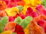 Colourful Chicks for Sale at Qingping Market, Guangzhou, China Photographic Print by Juliet Coombe