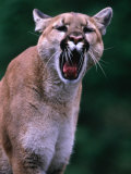 Cougar (Felis Concolor), USA Photographic Print by Mark Newman